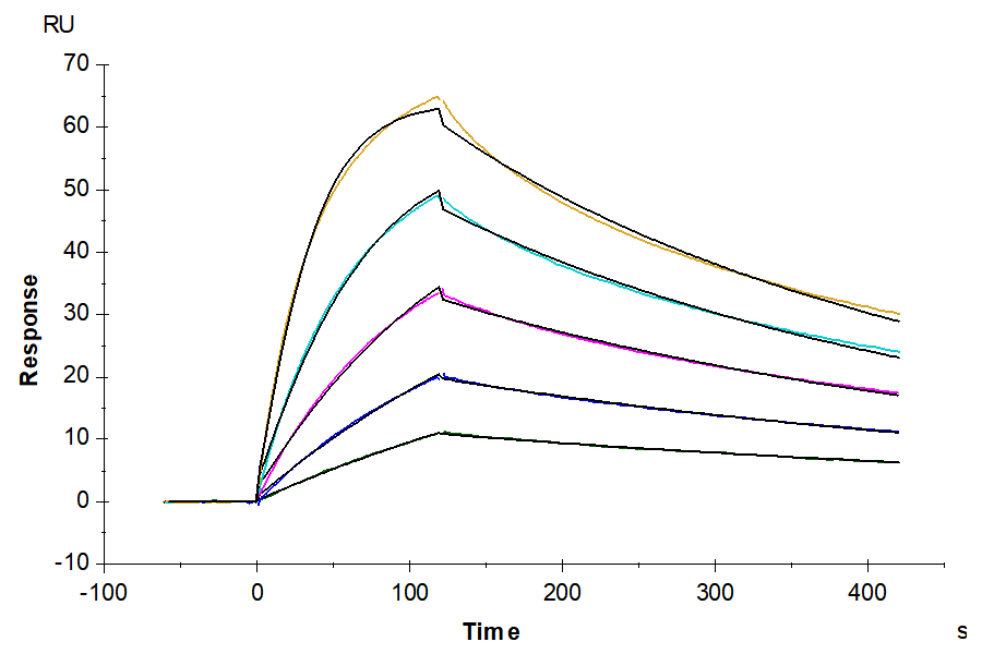 Human CD28H/IGPR-1 Protein, Ultra Low Endotoxin (CD8-HM28H-UL)