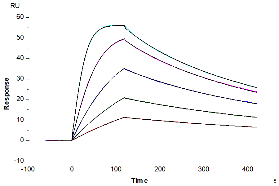 Human IL-1 alpha/IL-1A Protein, Ultra Low Endotoxin (IL1-HE00A-UL)