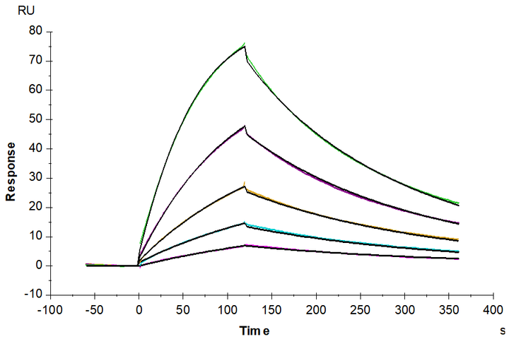 Biotinylated Human IL-1 alpha/IL-1A Protein (IL1-HM40AB)