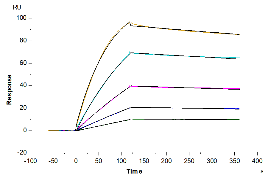 Mouse IL-1R1 Protein (IL1-MM1R1)