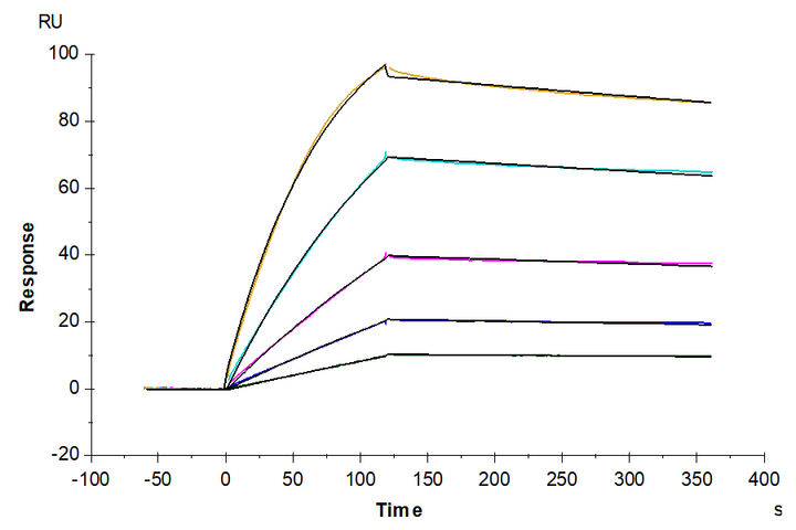 Mouse IL-1R1 Protein (IL1-MM1R1)