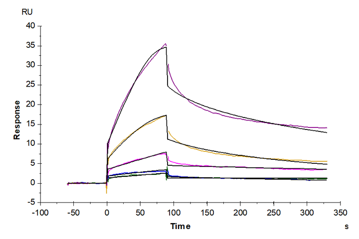 Human APOE2/Apolipoprotein E Protein (APO-HM1E2)