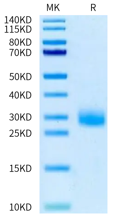 Canine IL-31 Protein, Ultra Low Endotoxin (IL3-DM101-UL)