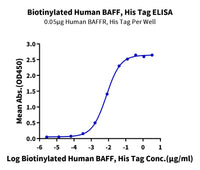 Biotinylated Human BAFF/TNFSF13B/CD257 Protein (BAF-HM4AFB)