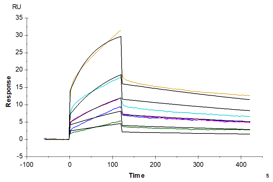 Rhesus macaque HLA-G&B2M&Peptide (RIIPRHLQL) Monomer Protein (HLG-RM41C)