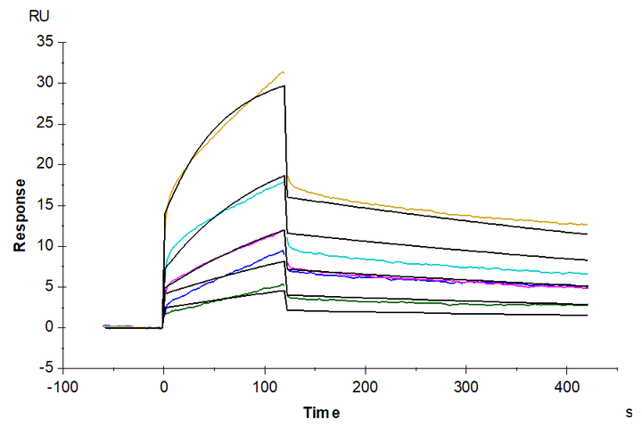 Rhesus macaque HLA-G&B2M&Peptide (RIIPRHLQL) Monomer Protein (HLG-RM41C)