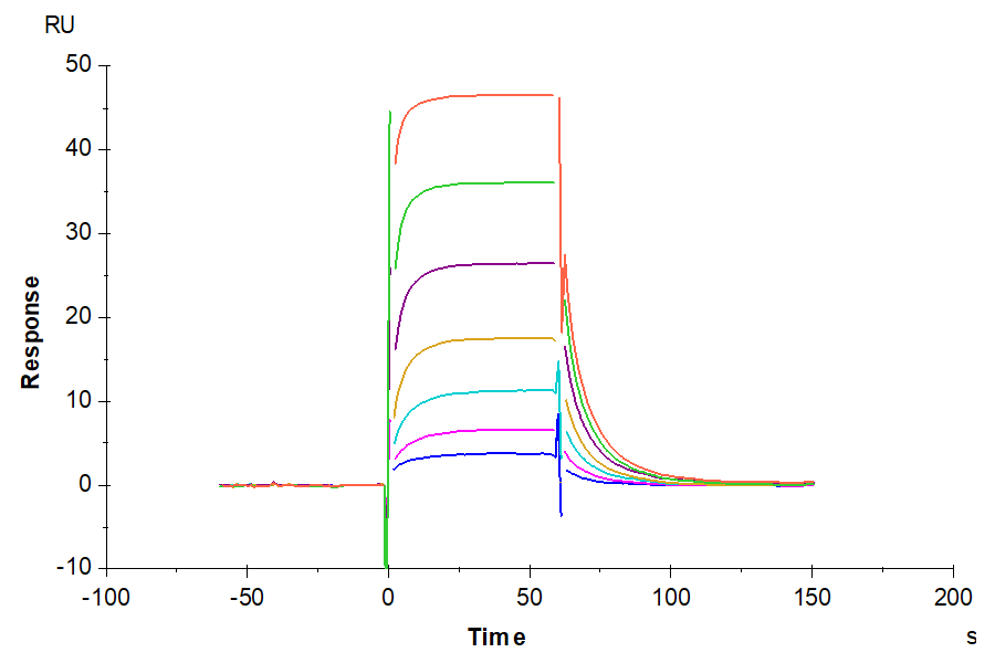Non-biotinylated Human CD160 Protein, Ultra Low Endotoxin (CD1-HM460-UL)