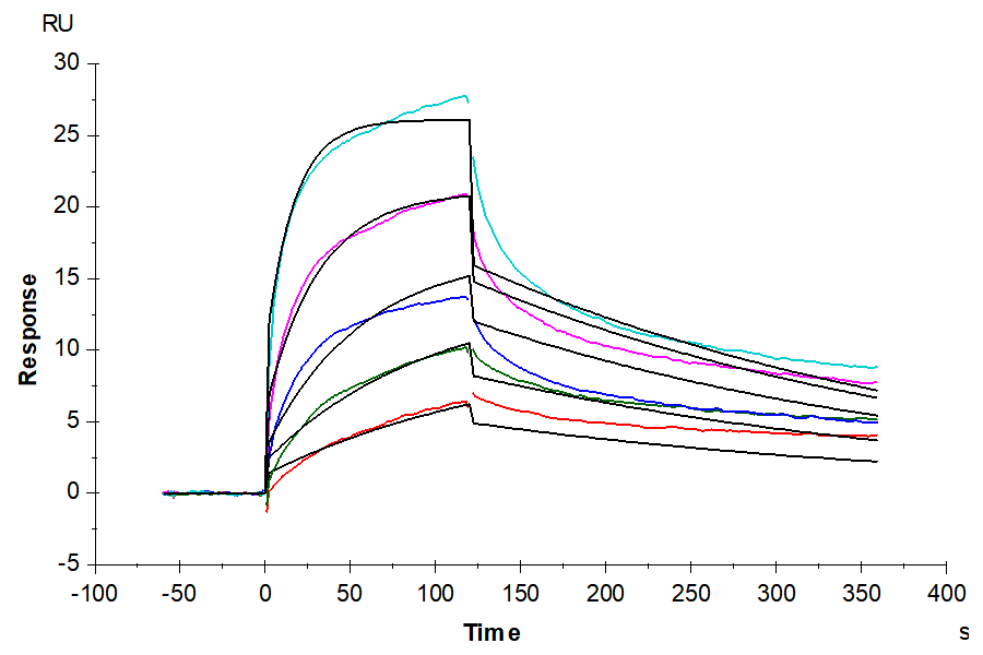 Human GPRC5D Protein-Nanodisc (GPR-HM15P)