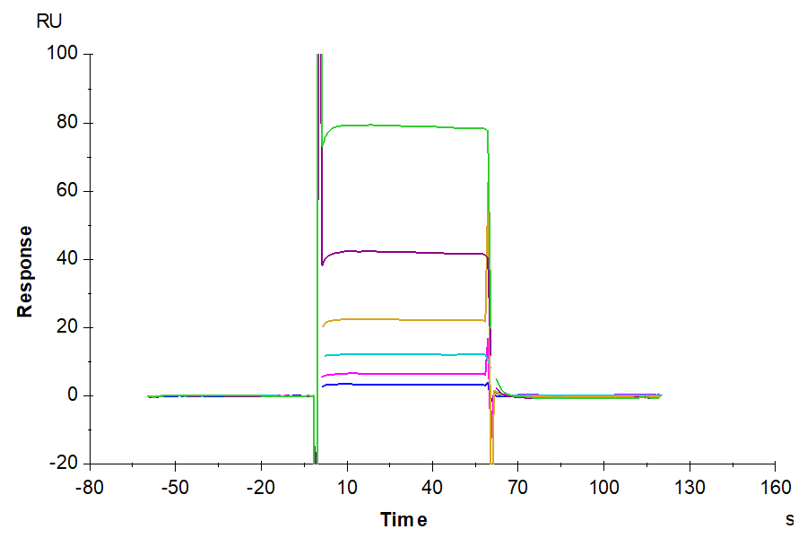 Biotinylated Human/Cynomolgus/Rhesus macaque CD28 Protein (CD8-HM428B)