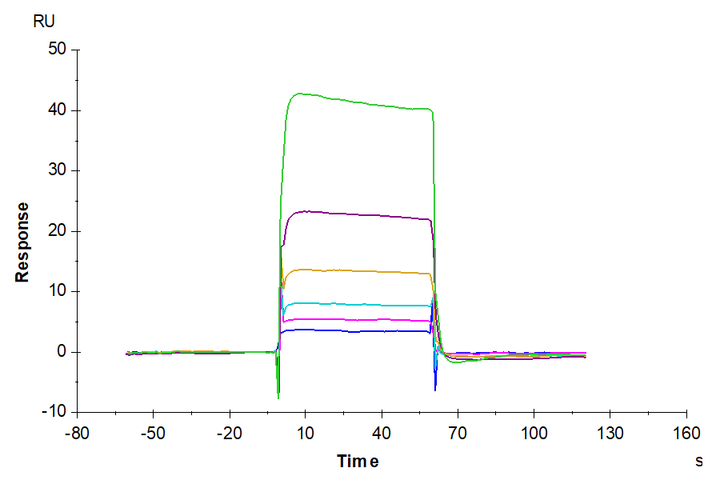 Human/Cynomolgus/Rhesus macaque CD28 Protein (CD8-HM428)