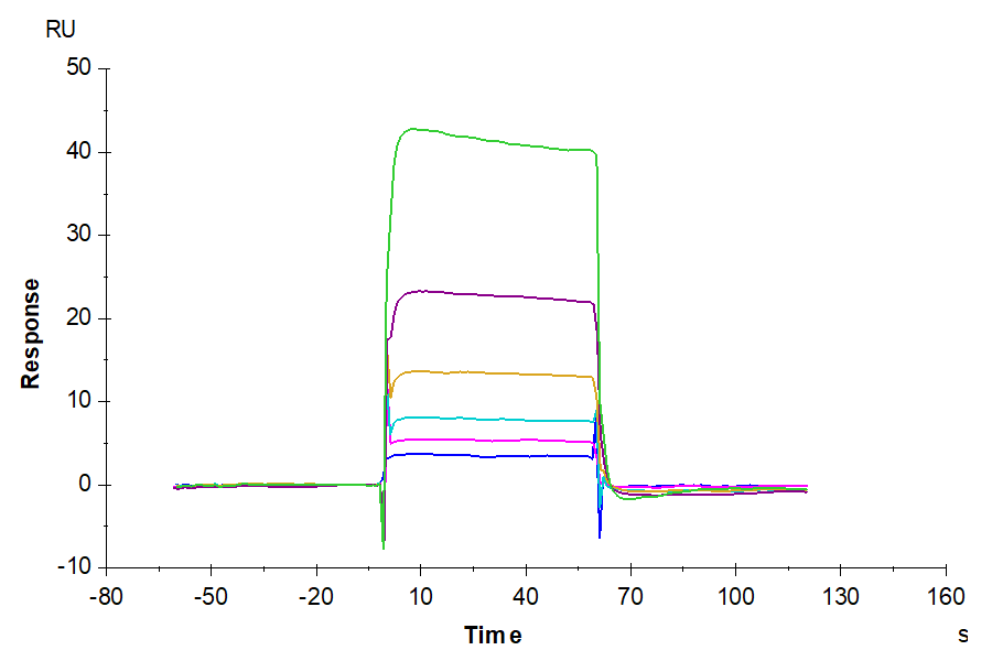 Non-biotinylated Human/Cynomolgus/Rhesus macaque CD28 Protein, Ultra Low Endotoxin (CD8-HM428-UL)