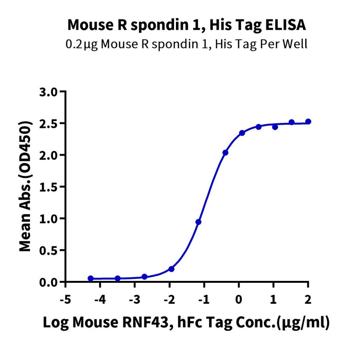 Mouse R spondin 1/RSPO1 Protein (RS1-MM101)