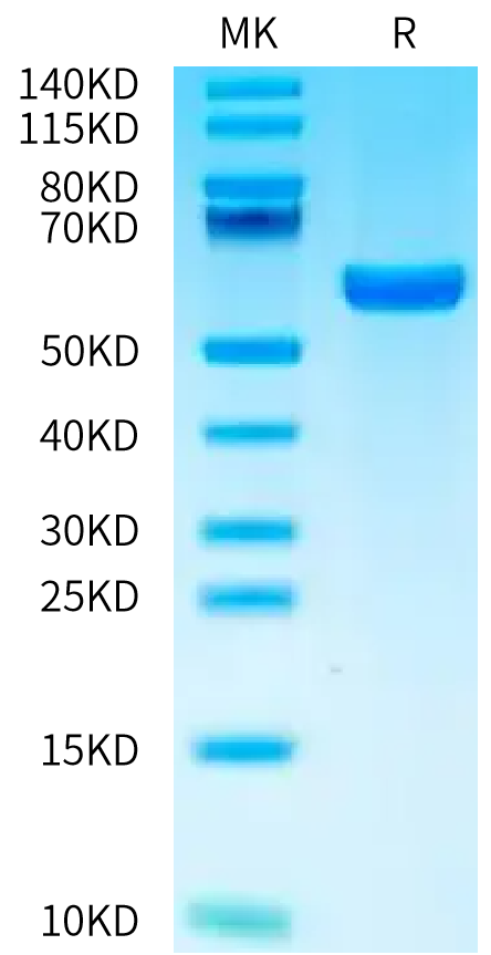 Biotinylated Mouse H-2K(b)&B2M&OVA (SIINFEKL) Monomer Protein, Ultra Low Endotoxin (MHC-MM453B-UL)