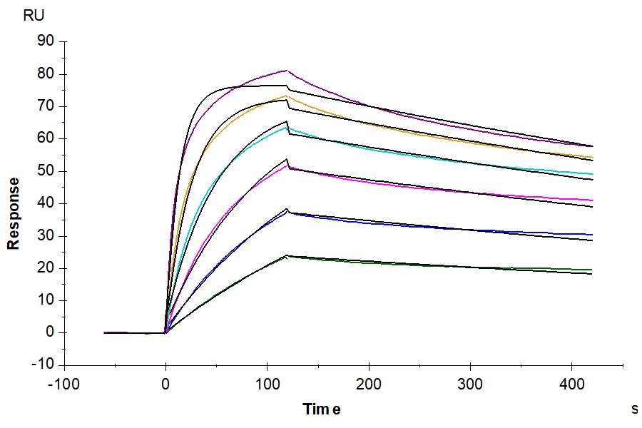 Biotinylated Cynomolgus IFN alpha/beta R1 Protein, Ultra Low Endotoxin (IFN-CM4R1B-UL)