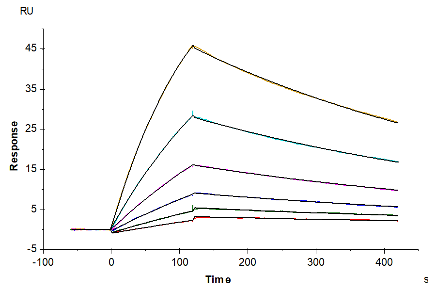 Cynomolgus/Rhesus macaque CD19 Protein (CD1-CM119)