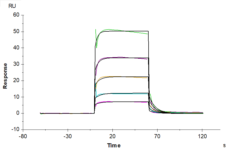 Human Fc gamma RIIIB/CD16b (NA2) Protein (FCR-HM42B)