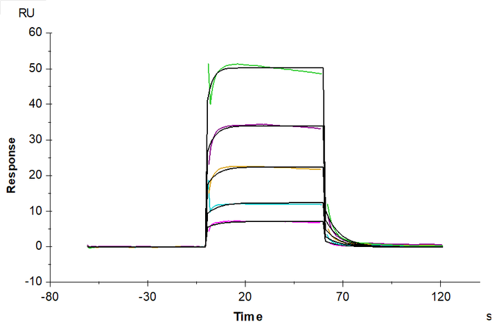 Human Fc gamma RIIIB/CD16b (NA2) Protein (FCR-HM42B)