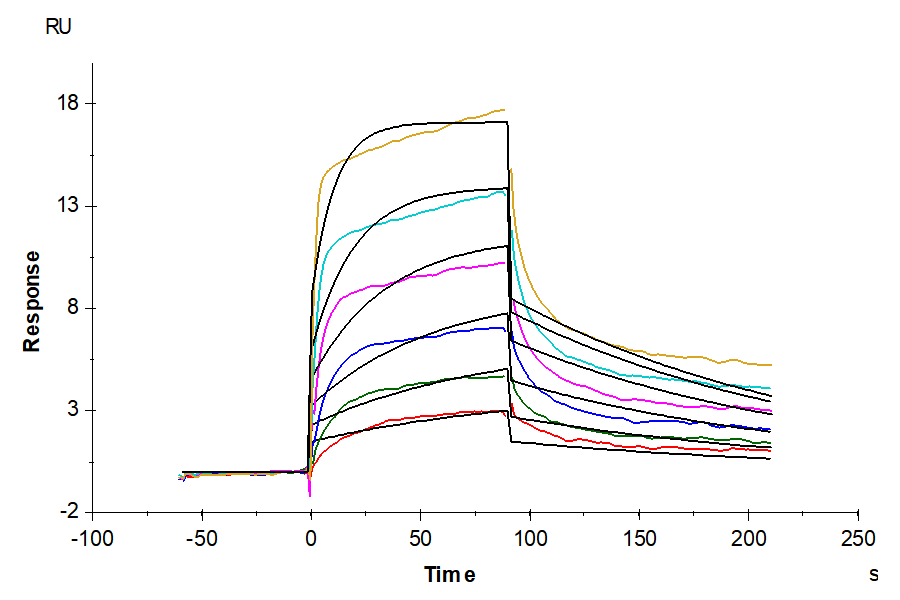 Mouse EGF Protein, Ultra Low Endotoxin (EGF-MM202-UL)