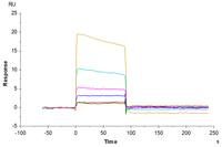 Biotinylated Human HLA-A*11:01&B2M&KRAS G12V (VVGAVGVGK) Monomer Protein (MHC-HM422B)