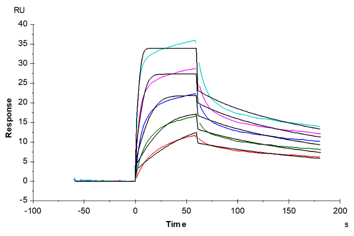 Human CDH6/Cadherin-6 Protein (CHD-HM106)