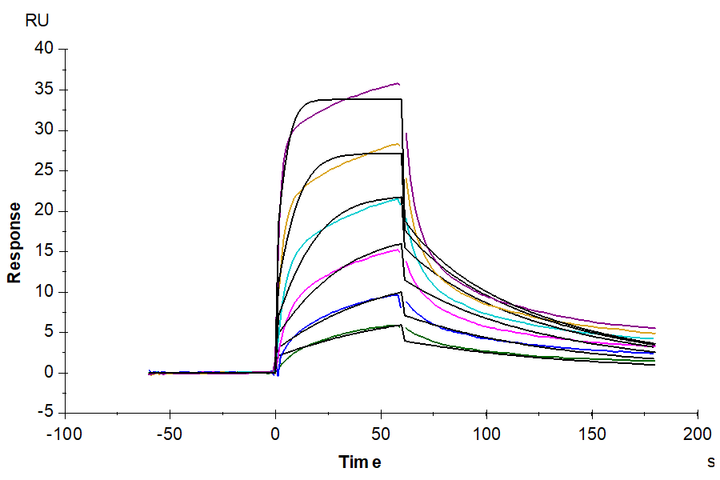 Human IL-7 Protein (IL7-HE001)