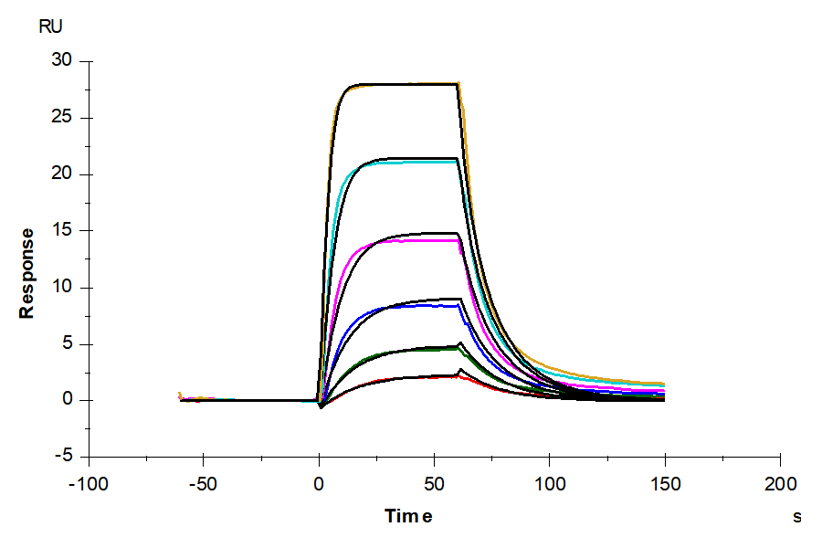 Human IL-7 Protein, Ultra Low Endotoxin (IL7-HE001-UL)