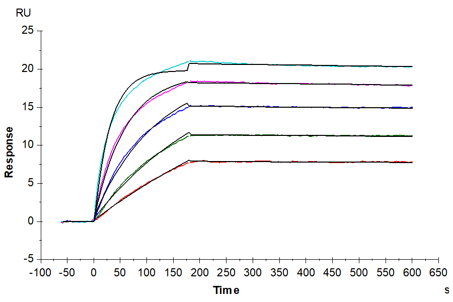 Biotinylated Human/Cynomolgus Activin RIIB/ACVR2B Protein (ARB-HM42BB)