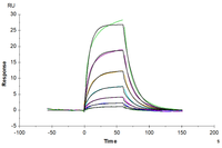 Human/Cynomolgus Activin RIIA/ACVR2A-Protein (ARA-HM12A)