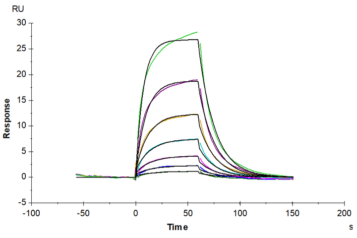 Human/Cynomolgus Activin RIIA/ACVR2A-Protein (ARA-HM12A)