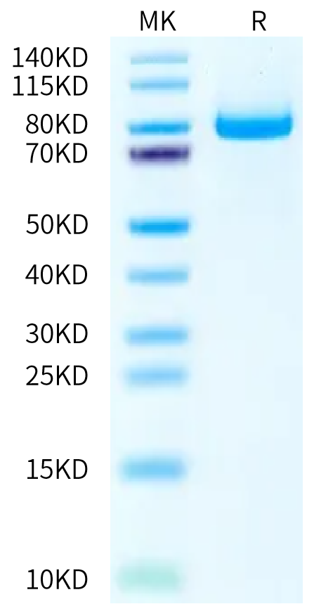 Biotinylated Human E-Cadherin/Cadherin 1 Protein, Ultra Low Endotoxin (CDH-HM401B-UL)