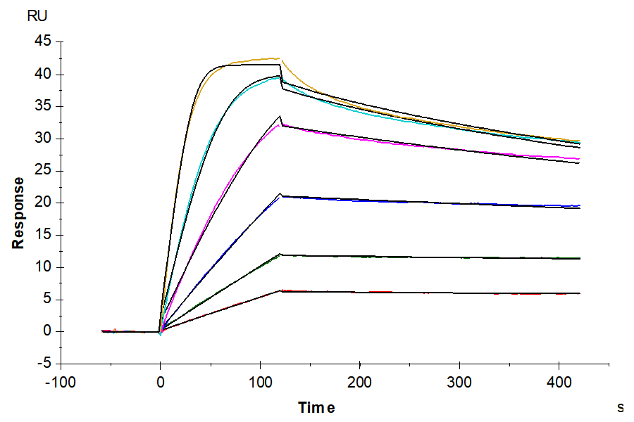 Biotinylated Human/Cynomolgus Activin RIIA/ACVR2A Protein, Ultra Low Endotoxin (ARA-HM42AB-UL)