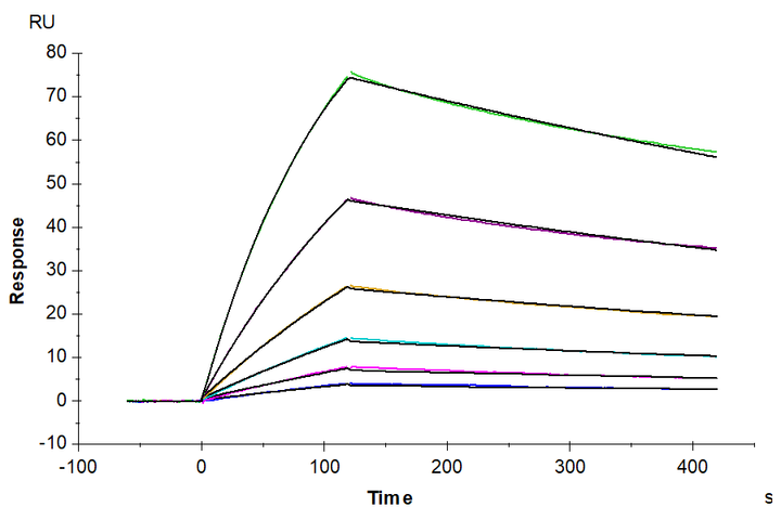 Cynomolgus/Rhesus macaque CD19 Protein (CD1-CM119)