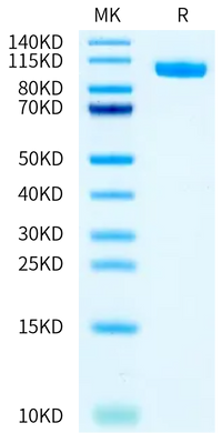 Biotinylated Human PTK7/CCK4 Protein (CCK-HM404B)
