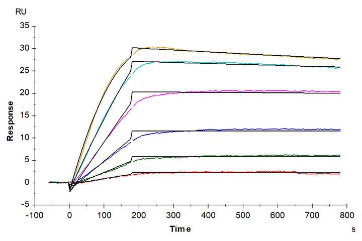 Human/Mouse/Rat GDF-8 Protein (GDF-HM008)