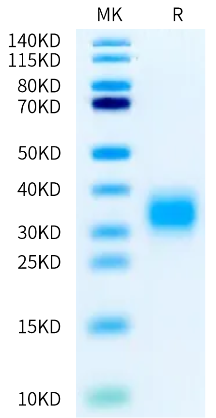 Biotinylated Cynomolgus GIPR Protein (GIP-CM40RB)