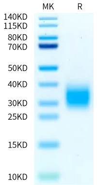 Non-biotinylated Cynomolgus GIPR Protein (GIP-CM40R)