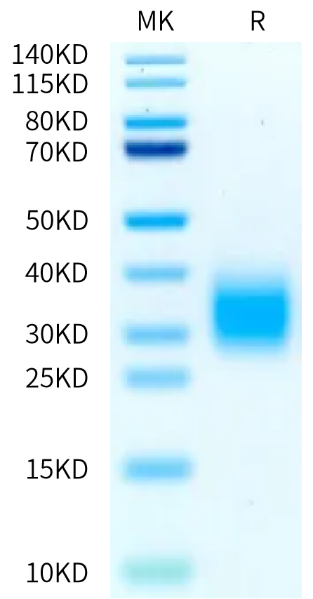 Non-biotinylated Cynomolgus GIPR Protein (GIP-CM40R)