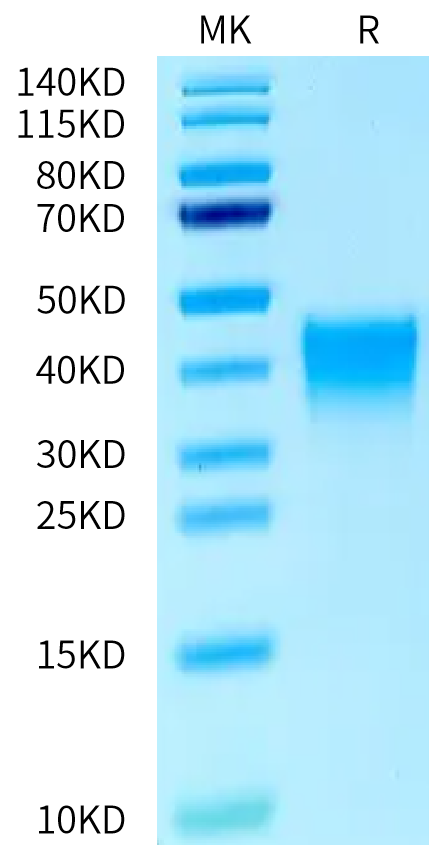 Biotinylated Mouse MDL-1/CLEC5A Protein (CLE-MM45AB)