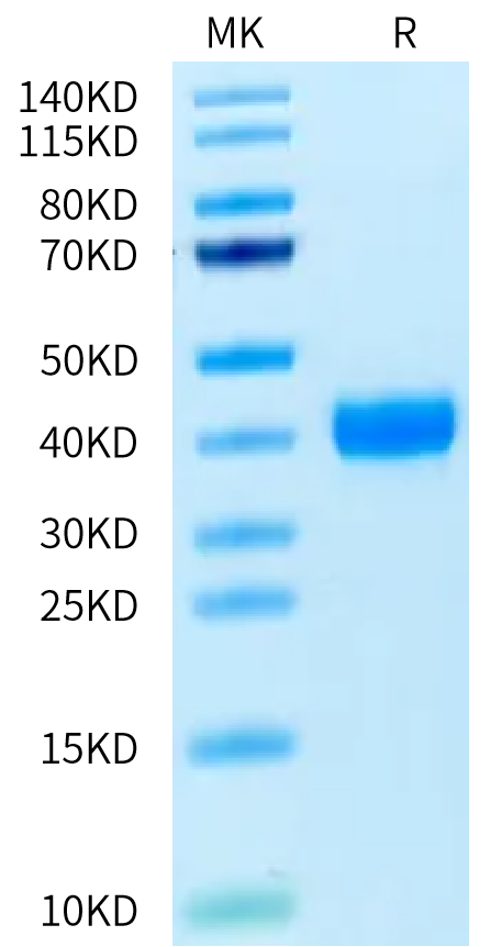 Canine Coagulation Factor III/Tissue Factor Protein (TFR-DM101)