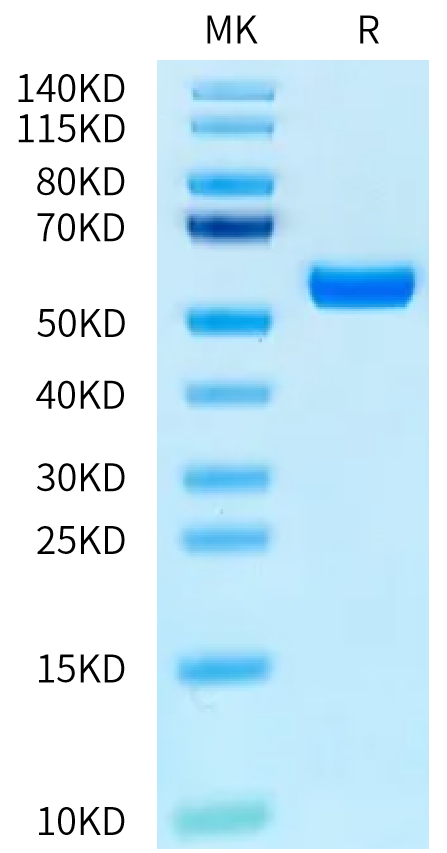 Biotinylated Human HLA-A*02:01&B2M&MAGE-A1 (KVLEYVIKV) Monomer Protein (MHC-HM445B)