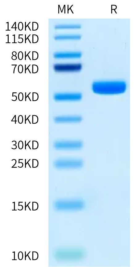 Human HLA-A*11:01&B2M&EGFR L858R (KITDFGRAK) Monomer Protein (MHC-HM478)