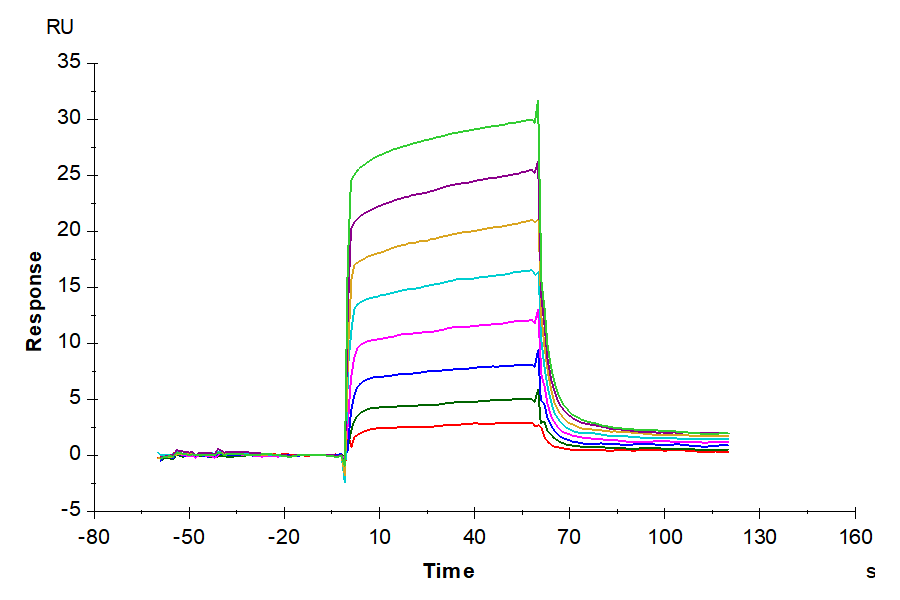 Human ACVR1B/Activin RIB Protein (ALK-HM204)