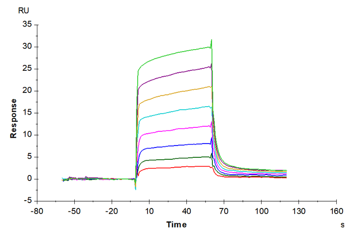Human TDGF1/Cripto Protein (TDG-HM101)