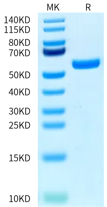 Biotinylated Human HLA-A*11:01&B2M&EGFR WT (KITDFGLAK) Monomer Protein (MHC-HM480B)