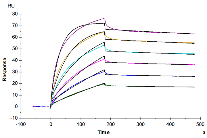 Biotinylated Human Claudin 6 Protein-VLP (CLD-HM006B)