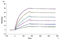 SPR sensorgram showing multi-concentration binding curves for kinetic analysis of molecular interactions.
