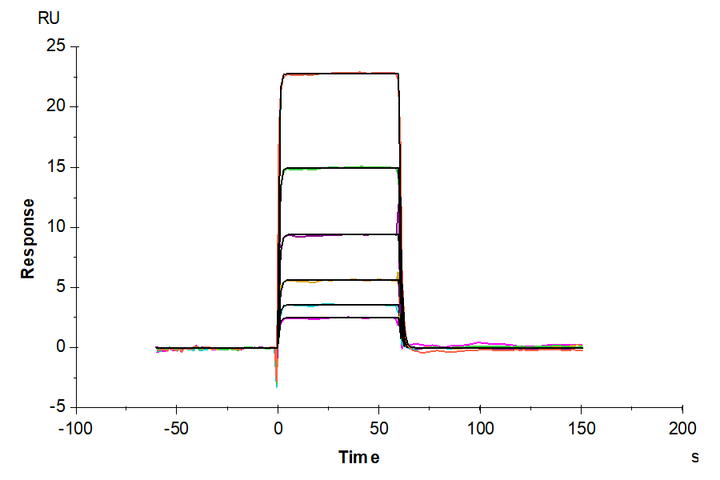 Human IL-3 R Beta/CD131 Protein (IL3-HM2RB)