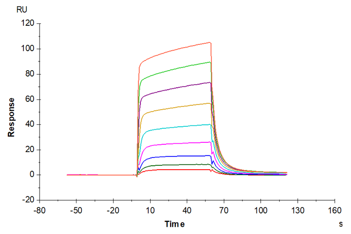 Human ACVR1B/Activin RIB Protein (ALK-HM104)