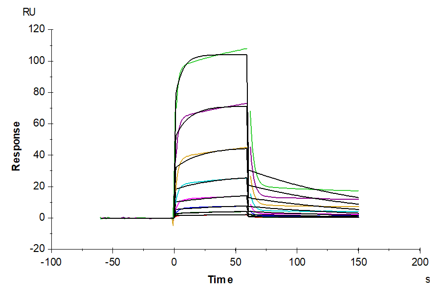 Human NKp30/NCR3/CD337 Protein (NKP-HM230)