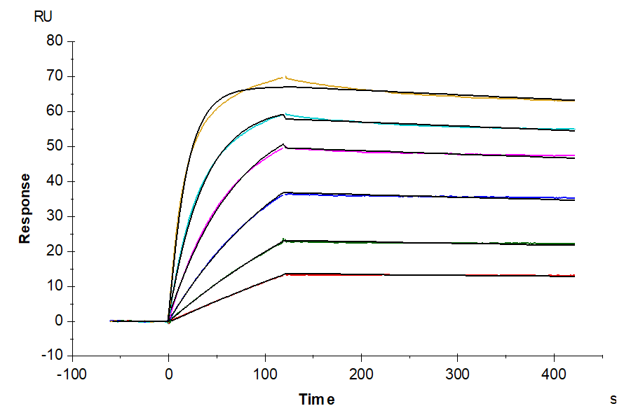 Biotinylated Human CD133 Protein-Nanodisc (CD33-HM4N158B)